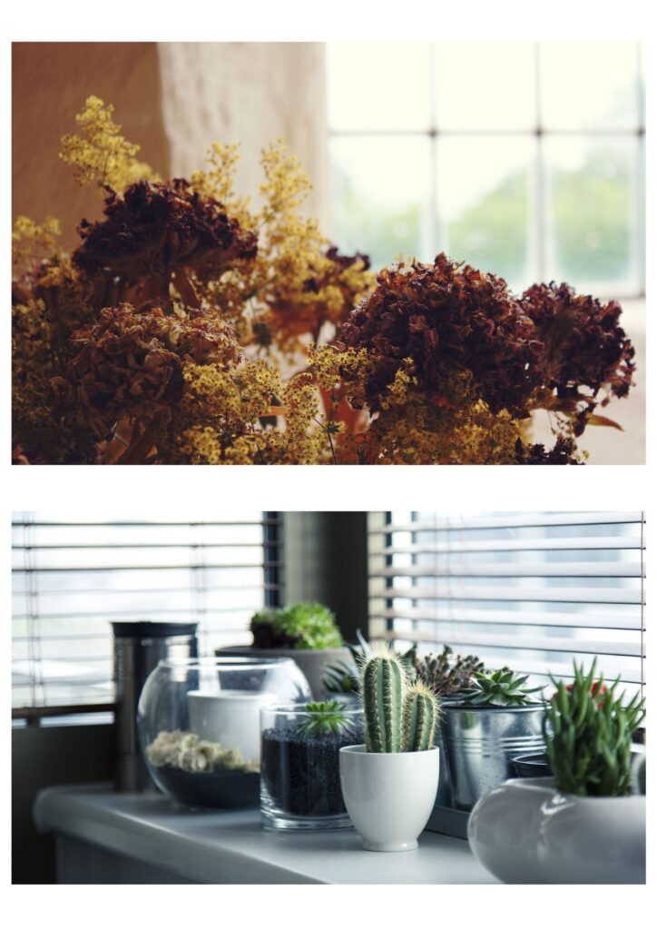 decoracion-plantas-dekinsa