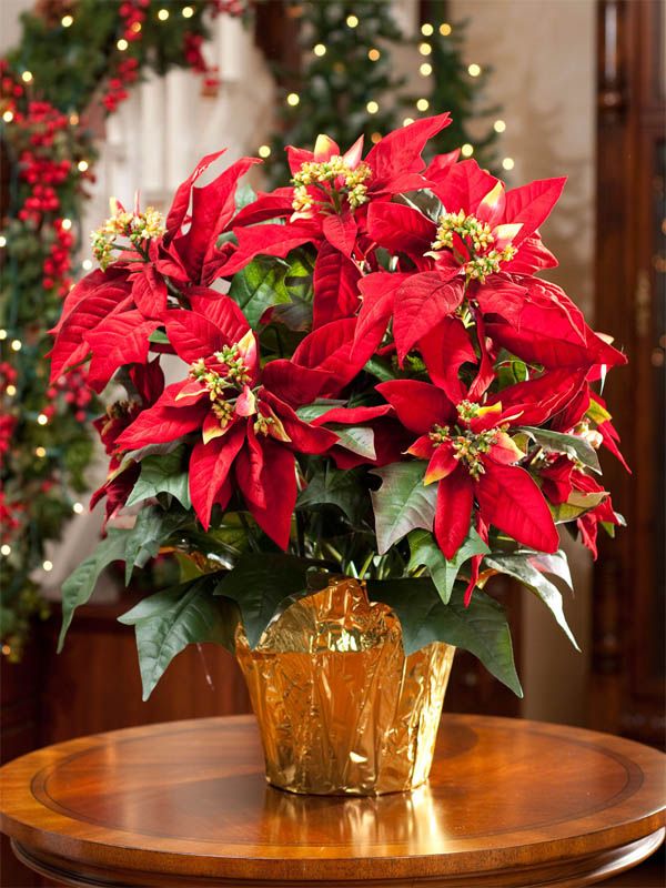 coronas-navidad-decoracion-navideña-dekinsa
