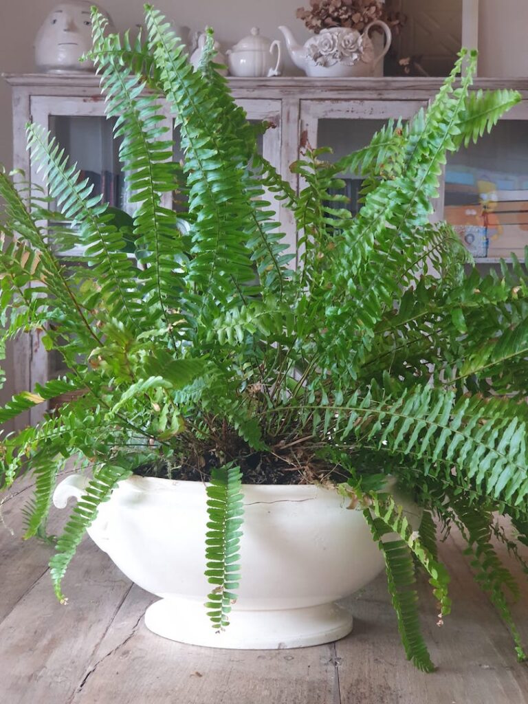 decorar-con plantas-dekinsa